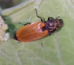 Anostirus castaneus