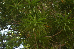 Dracaena angustifolia