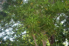 Dracaena angustifolia
