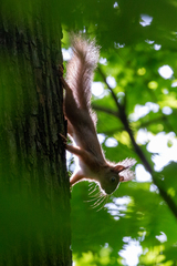 Sciurus vulgaris