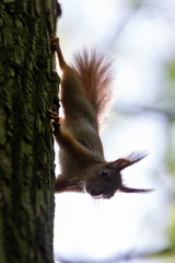 Sciurus vulgaris