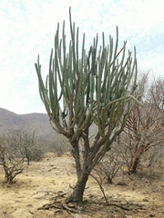 Stenocereus quevedonis