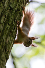 Sciurus vulgaris