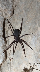 Ctenus valverdiensis