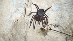 Ctenus valverdiensis