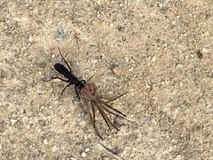 Anoplius samariensis