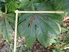 Fatsia japonica