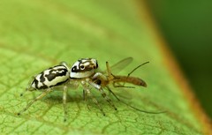 Phintelloides versicolor