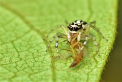 Phintelloides versicolor