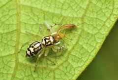 Phintelloides versicolor