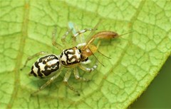Phintelloides versicolor