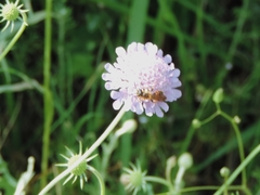Andrena hattorfiana