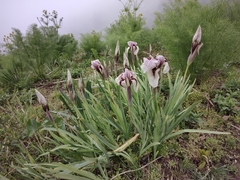 Iris korolkowii