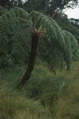 Sphaeropteris aeneifolia