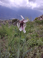 Iris korolkowii