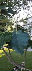Populus alba