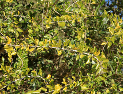 Plectroniella armata