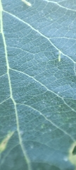 Populus alba