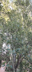 Populus alba