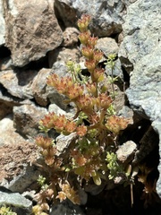 Sedum litoreum