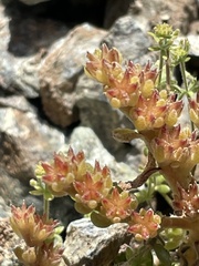 Sedum litoreum