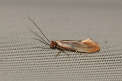 Tinea semifulvella
