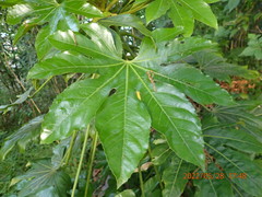Fatsia japonica