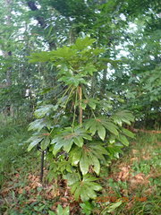 Fatsia japonica