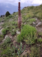 Eremurus regelii
