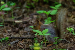 Sciurus vulgaris