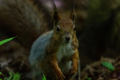 Sciurus vulgaris