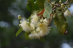 Syzygium aqueum