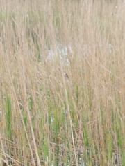 Acrocephalus schoenobaenus