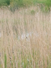 Acrocephalus schoenobaenus