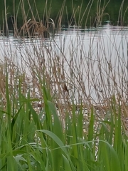 Acrocephalus schoenobaenus