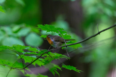 Erithacus rubecula