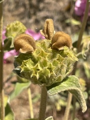 Phlomis cretica