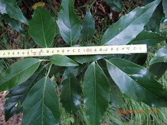 Aucuba japonica