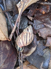 Bothriembryon brazieri