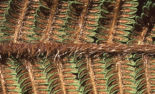 Sphaeropteris magna