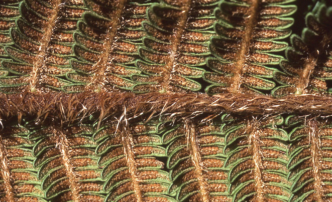Sphaeropteris magna