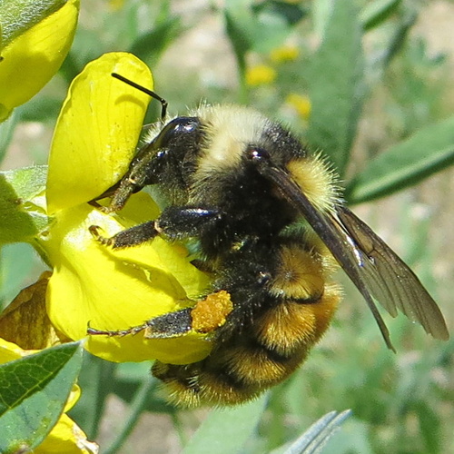 White-shouldered Bumble Bee