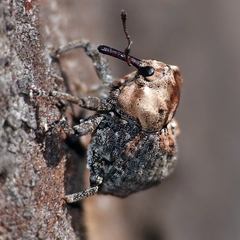 Brachyphyes thoracicus