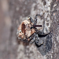 Brachyphyes thoracicus