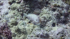 Cephalopholis urodeta