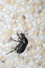 Nicrophorus concolor