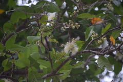 Syzygium aqueum