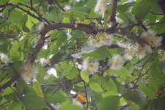 Syzygium aqueum