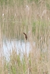 Acrocephalus schoenobaenus