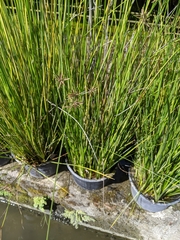 Cyperus flavidus